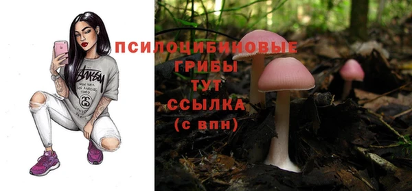 стаф Алзамай
